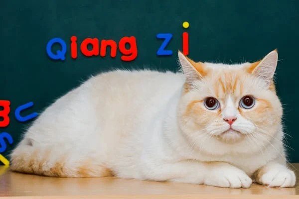 手把手教你带老猫出门散步，让它活力满满！