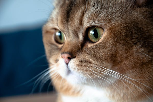 猫咪为啥总剩饭？