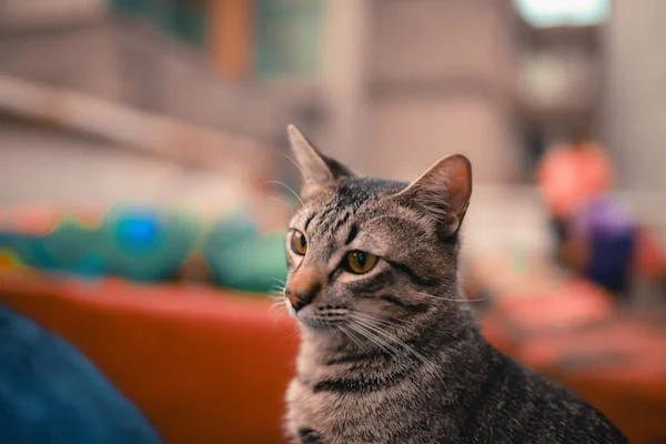 猫咪耳朵要不要清理？