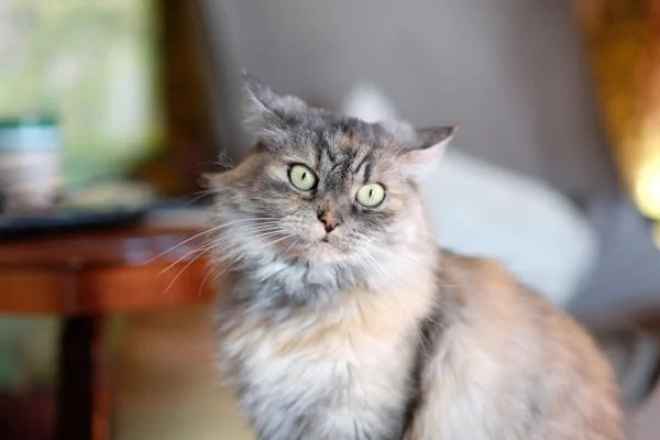 家里懒猫不爱动？三招让它玩起来！