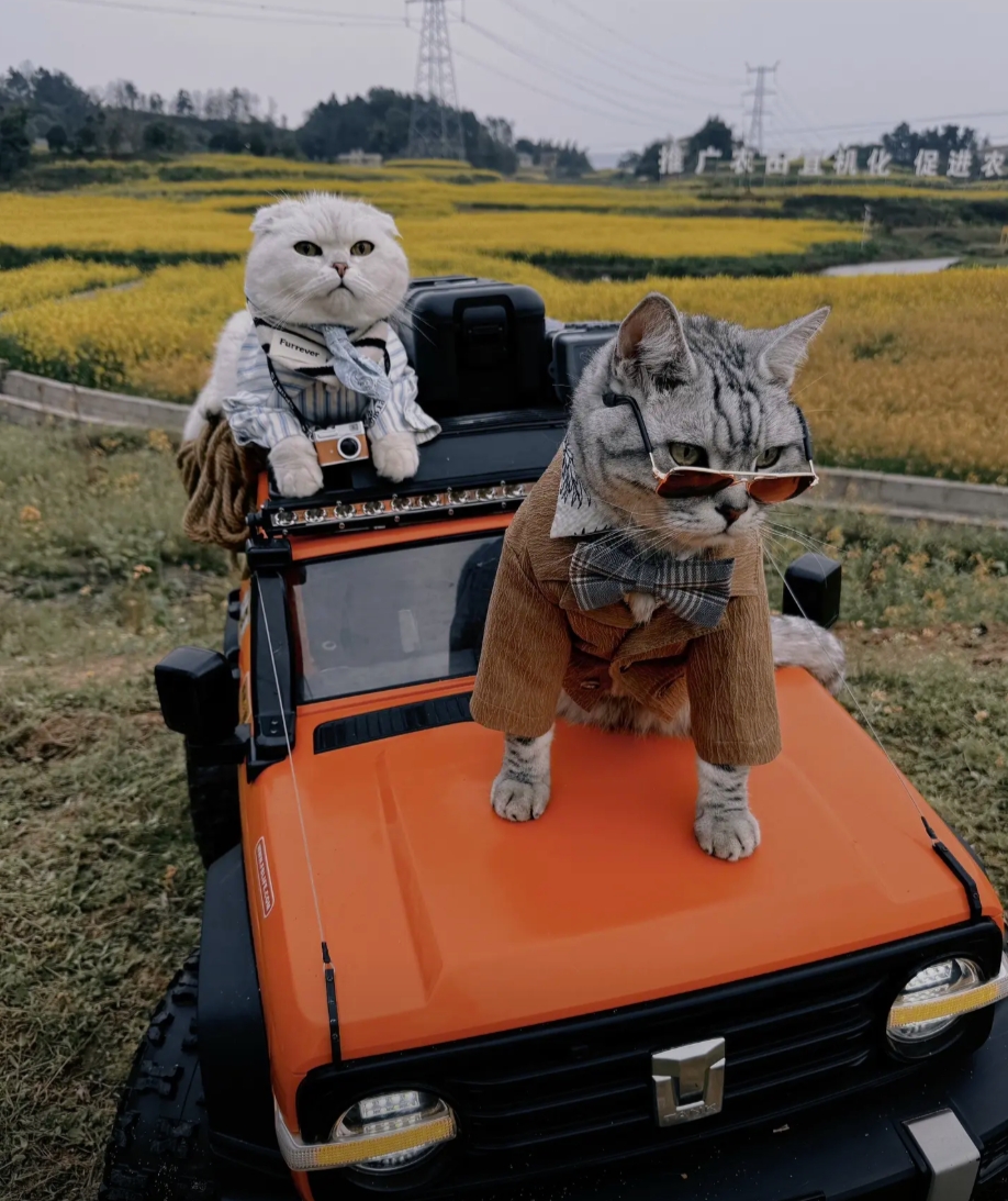 萌宠出圈！国内十大网红宠物凭什么“吸粉千万”？