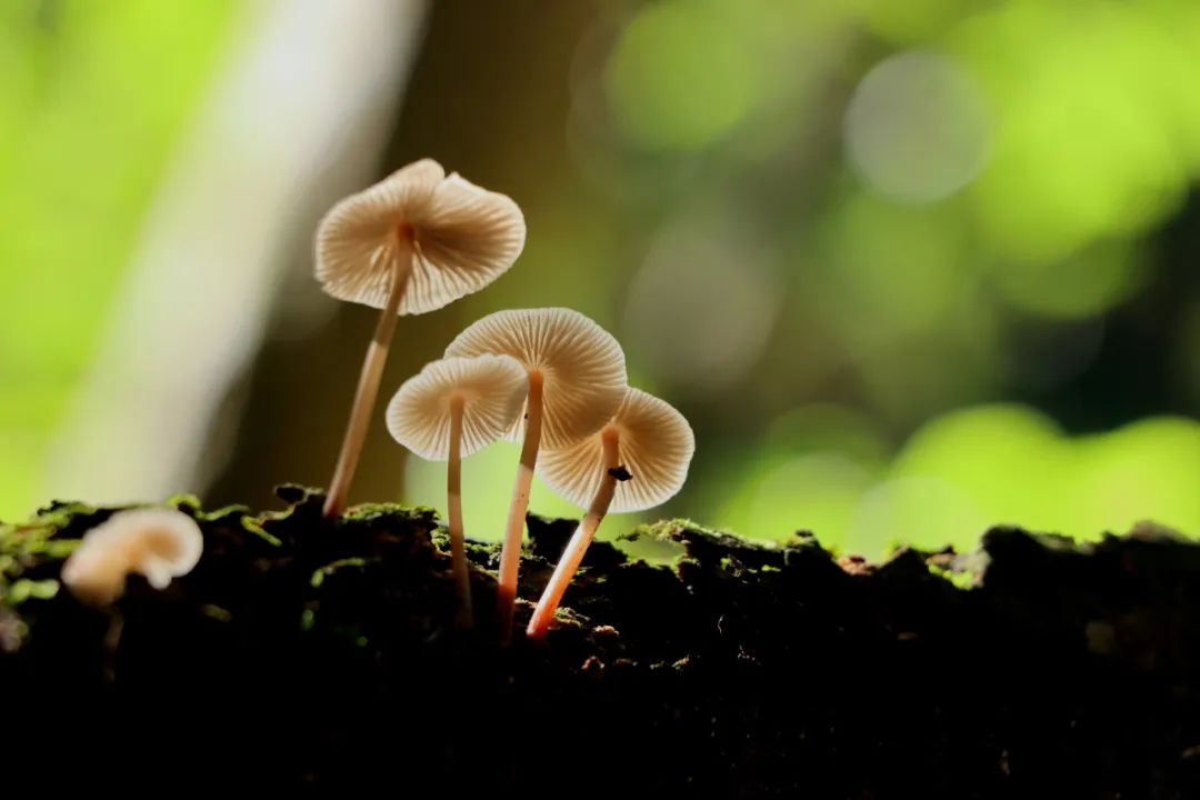 毛长森：斑斓菌菇