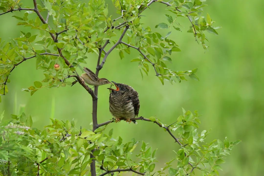 阮宜平：羽翼震颤