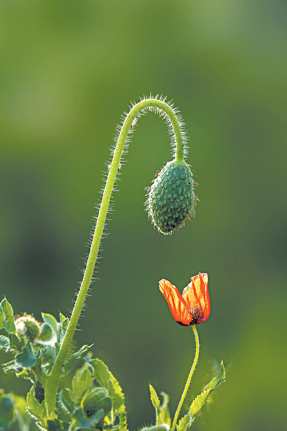 柔化背景，虞美人脱颖而出