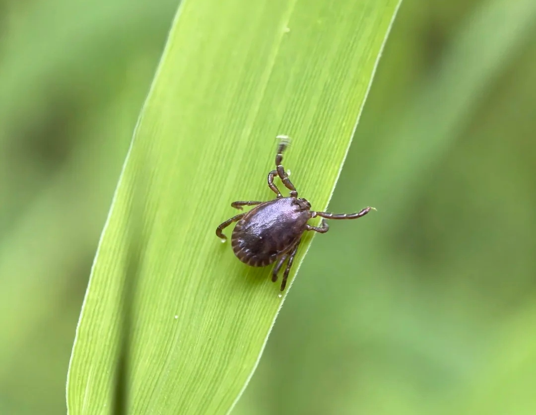 被蜱虫咬了千万别硬拔！教你正确保命操作