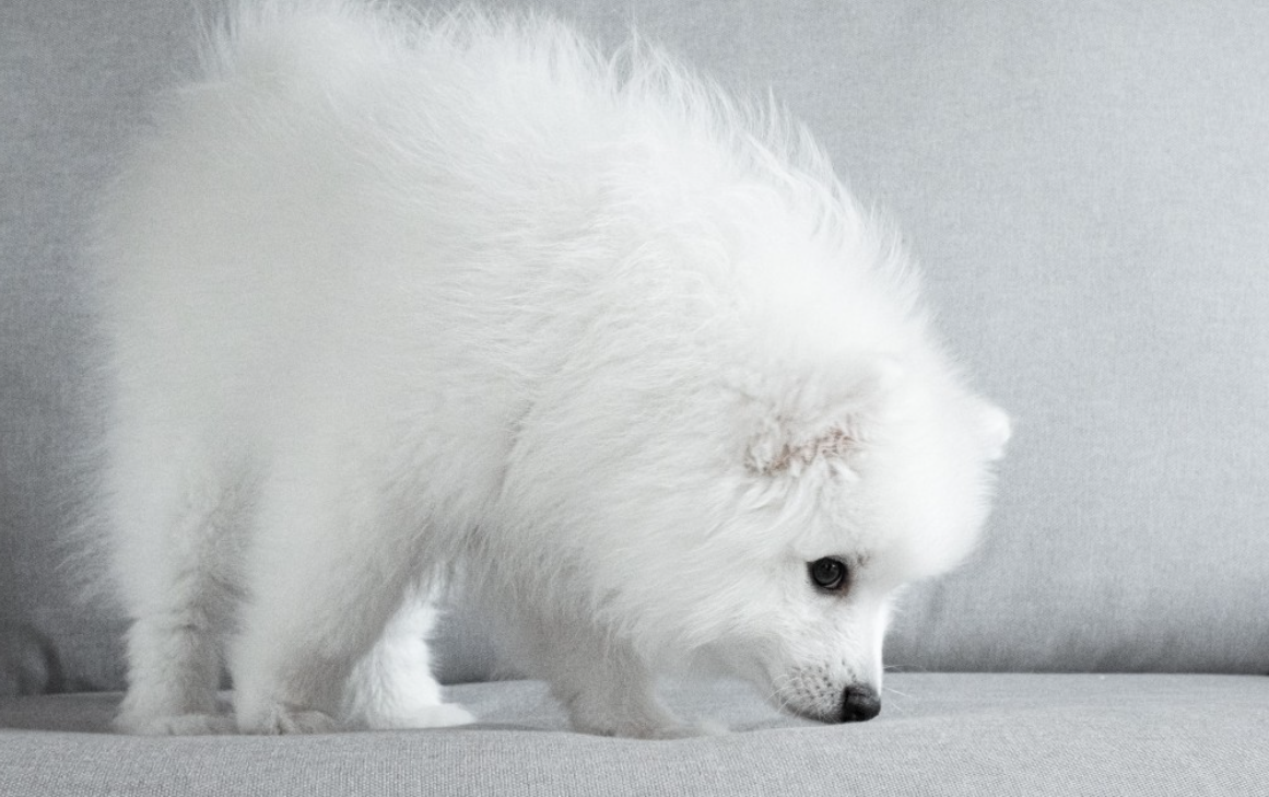 关于日本尖嘴犬，这篇文章讲得明明白白！