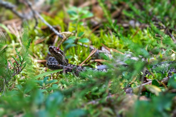 三亚蛇咬悲剧：本可避免的致命失误​