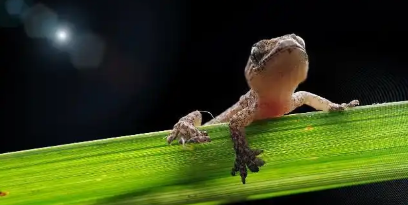 新手必看！壁虎从小养到大的超详细指南