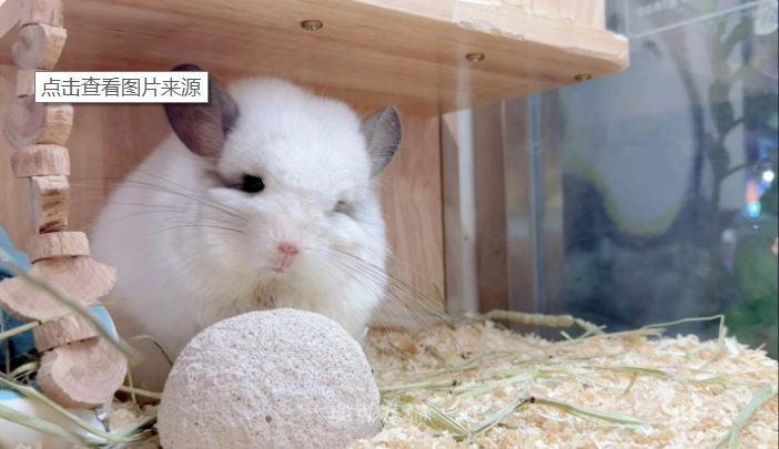 养龙猫原来这么讲究！