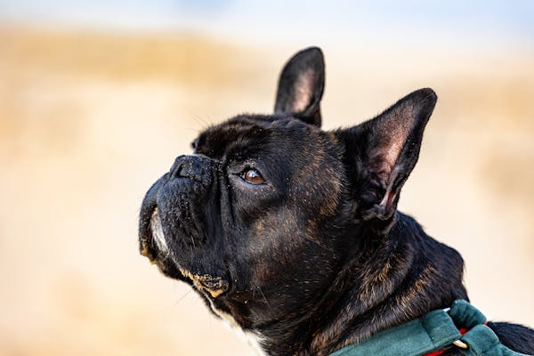 新手必看！英国斗牛犬饲养指南