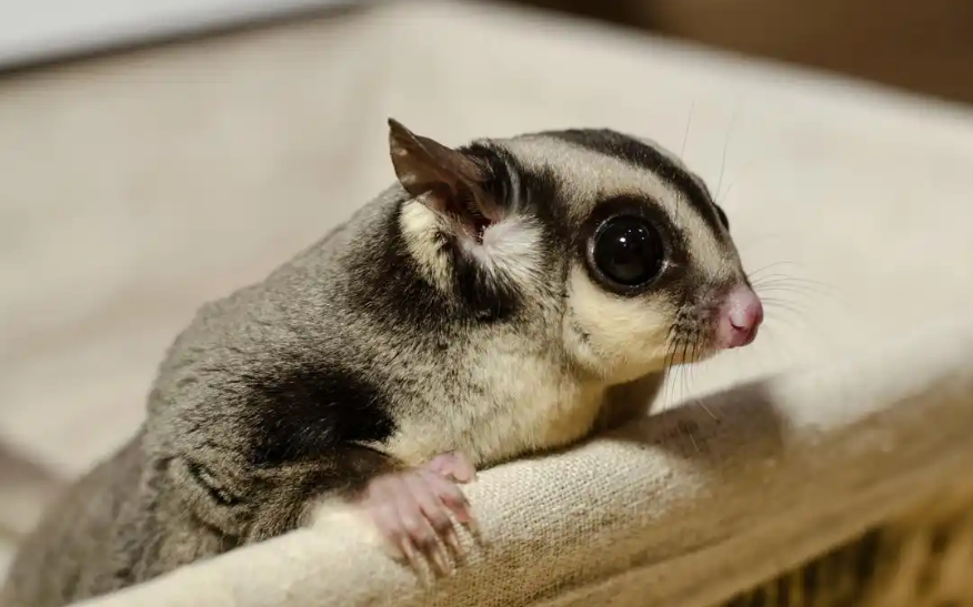 蜜袋鼯饲养全攻略：会飞的萌宠居然这么养！