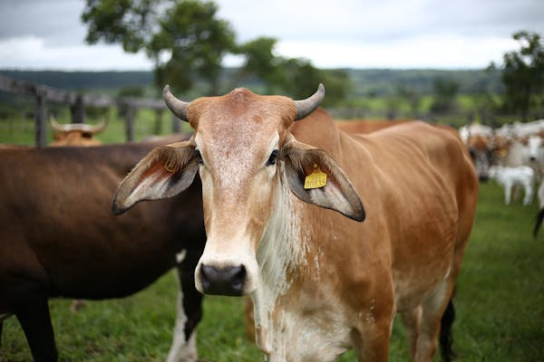 ​看懂牛的眼睛，就读懂了生命的悲伤