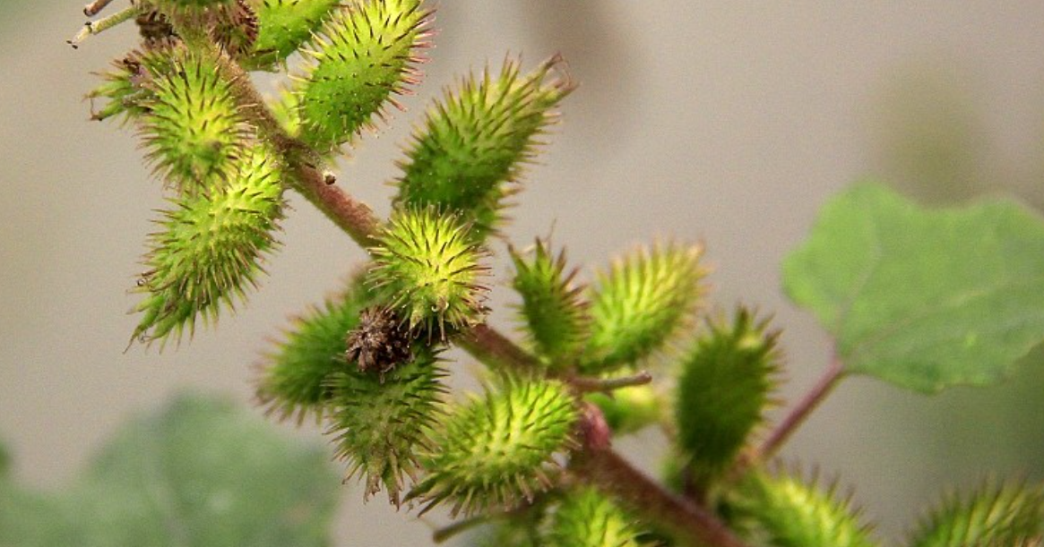 小心！这些外来生物正在悄悄 “搞破坏”