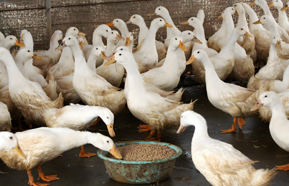 太离谱了！活鸭 20 元一斤，烤鸭咋就 20 多一只？！