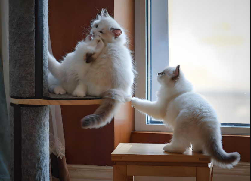 猫薄荷居然让猫这么疯！一篇搞懂这神奇植物