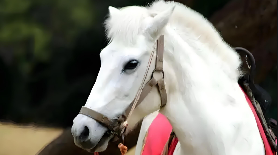 养马人必看！母马生小马从准备到护理全流程都在这啦！