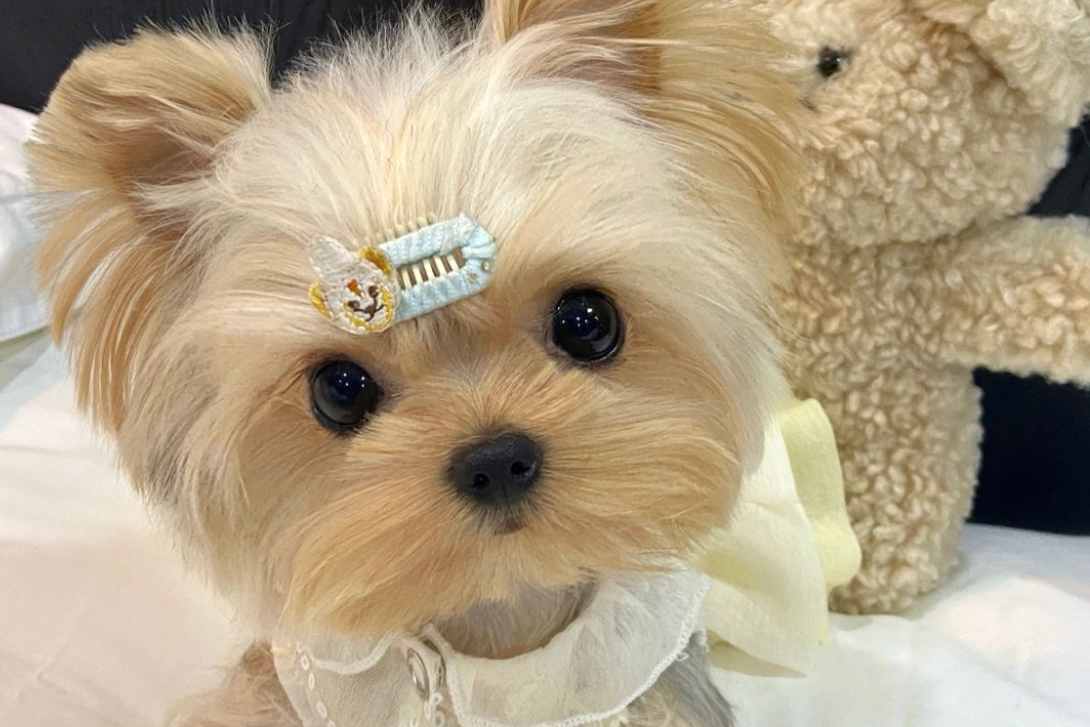 从科技老板到 “狗爸”：武汉夫妻转行养狗年入 300 万