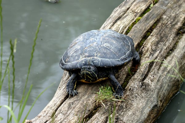 天降乌龟致孩子身亡，主人被判赔偿 128 万分期支付​