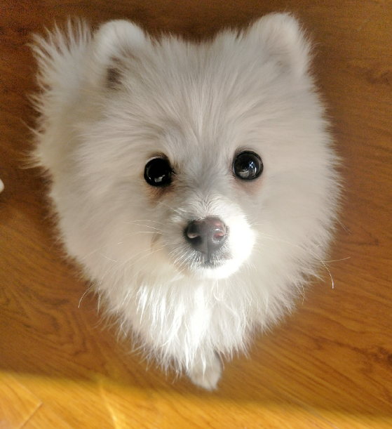 关于 “狐狸脸” 狗狗德国尖嘴犬，你想知道的都在这！