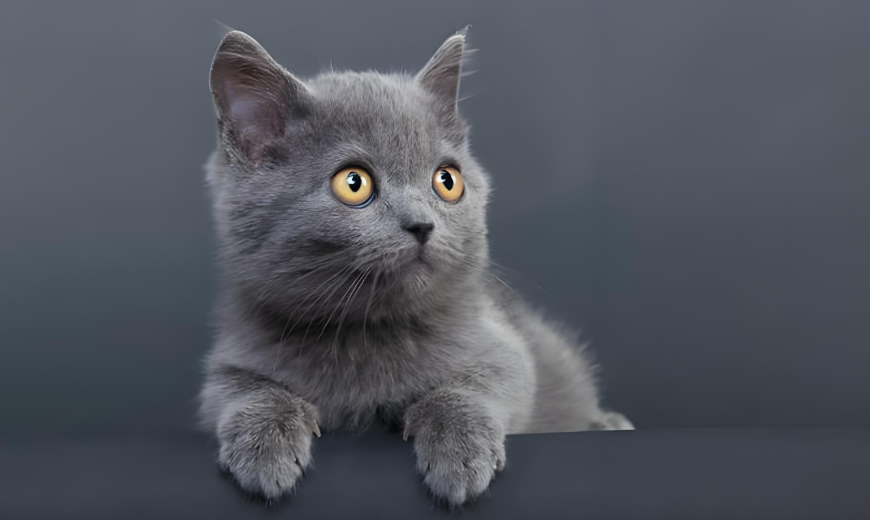 重要！猫咪驱虫药绝不能给狗用！铲屎官必看的避坑指南