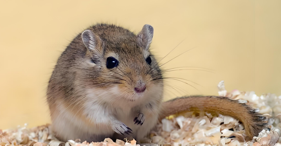 养沙鼠原来这么简单！