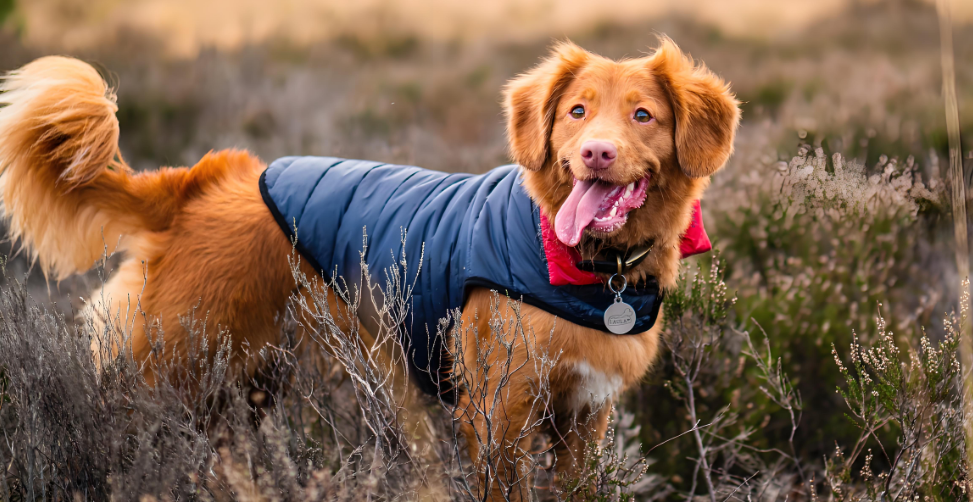 狗狗发情别慌！这篇超通俗指南让你秒懂养护要点！