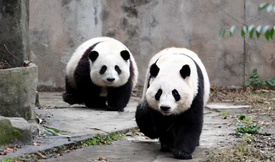 稀奇！陕西佛坪农家门口惊现大熊猫 “散步”