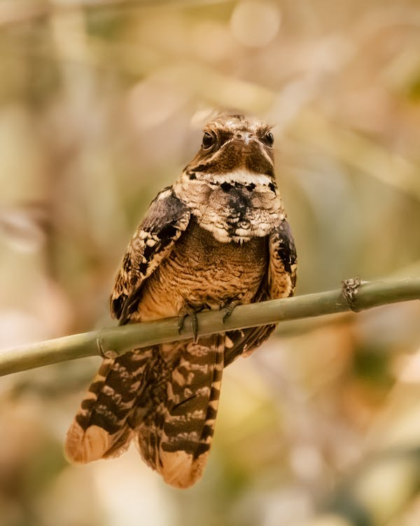 深夜 “哒哒” 声之谜：夜鹰的浪漫情歌与鸟类的奇妙鸣唱​