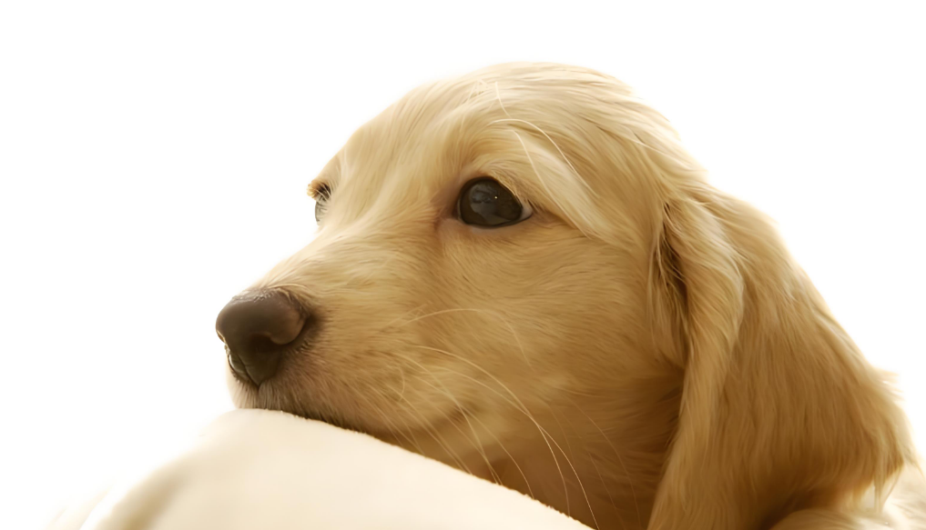 爷爷，阿黄带着你的爱来找我了！