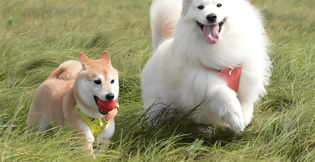 警惕！这些狗狗常见癌症，铲屎官必须知道的早发现指南