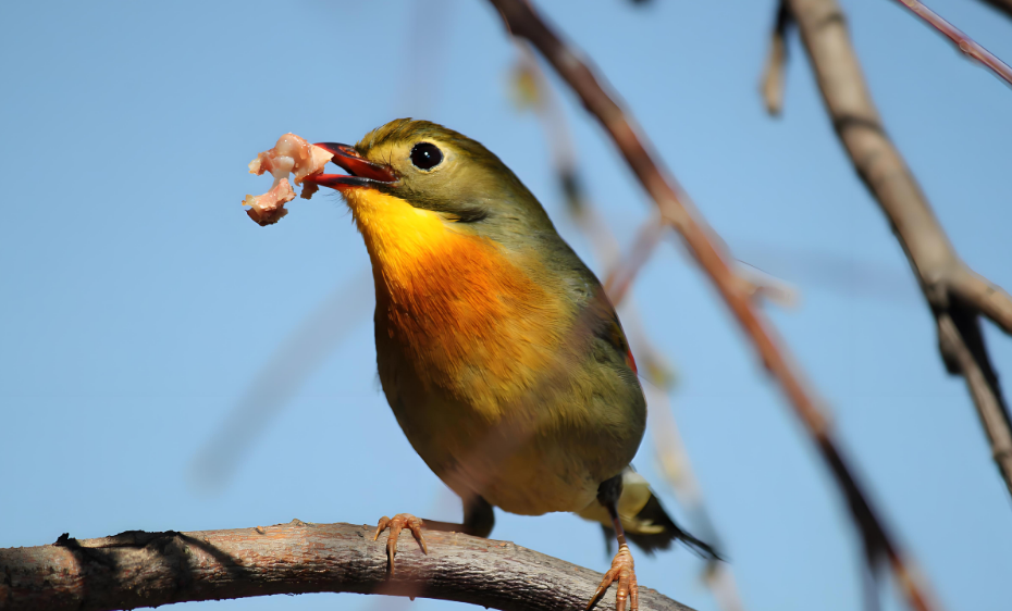 警惕！这一鸟类急症可能在 48 小时内夺走鸟儿生命！