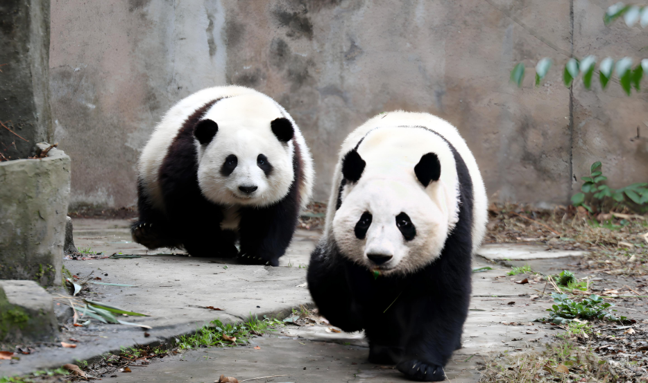 野外大熊猫求偶被拍，这场山林间的浪漫曝光啦！