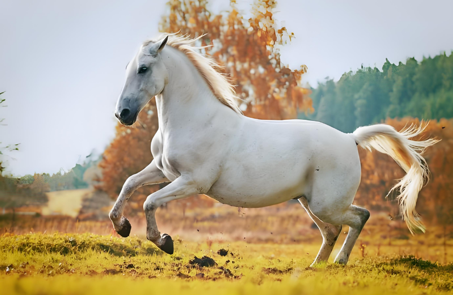 注意！马吃了灭鼠药可不得了，赶紧学这几招救命！