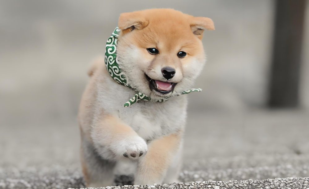 注意！西兰花这样喂狗才安全，很多人都做错了！