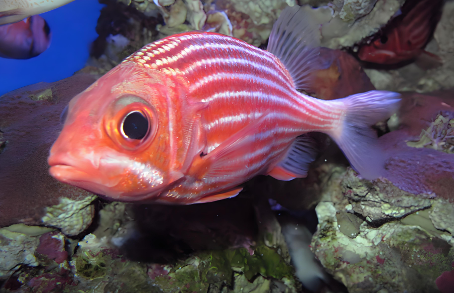 天呐！这鱼也太适合新手了吧，金鳞鱼简直是懒人福音！