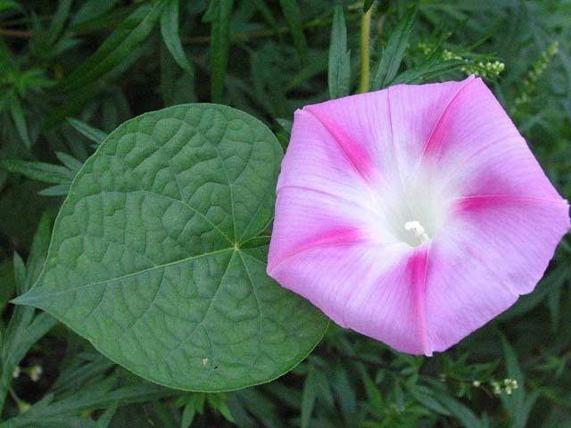 常见入侵生物识别指南：看到这些 “不速之客”，顺手消灭！​