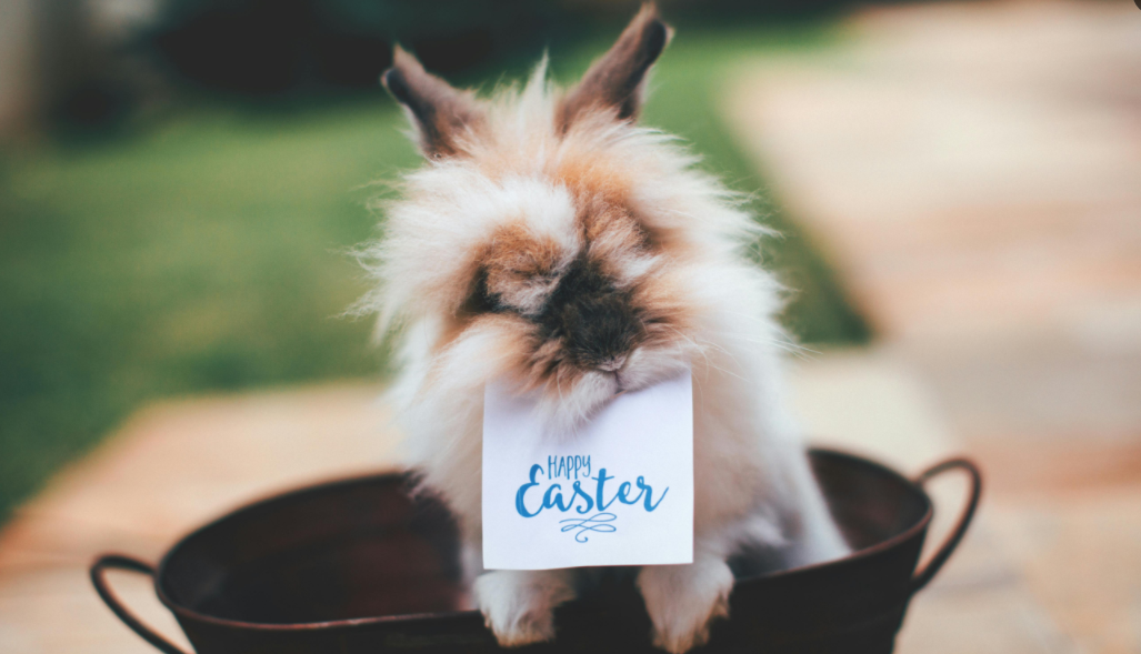 哇！狮子头兔原来这么好养，看完这篇新手也能轻松上手！