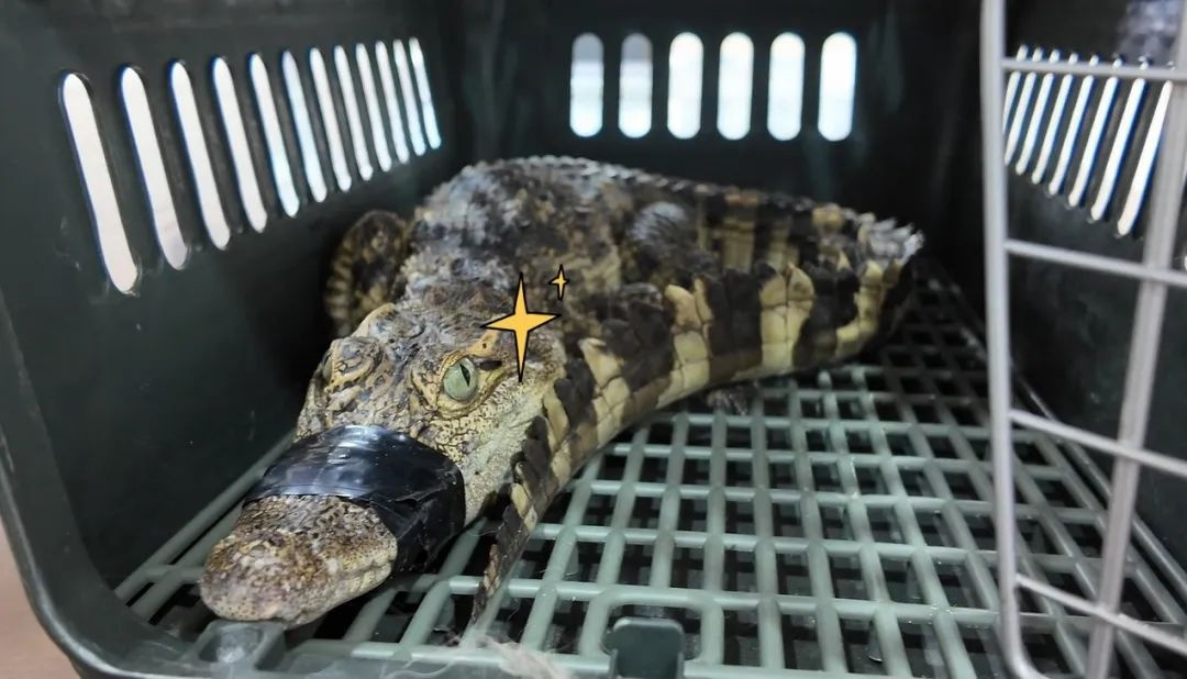 宁波惊现钓鱼奇遇：鱼竿竟钓起凶猛鳄鱼​