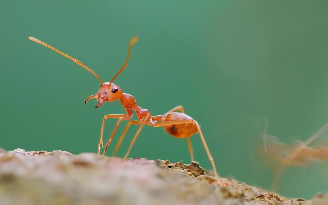 辅警跳河救轻生女子 上岸时被红火蚁咬伤 医生提醒：过敏者可能休克需警惕