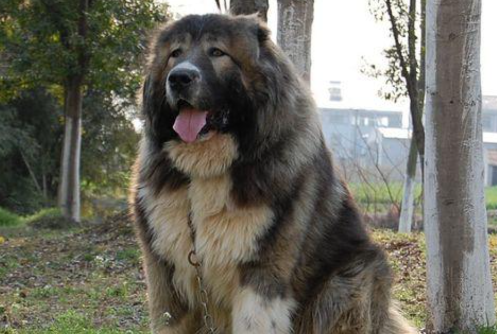 养高加索牧羊犬？先看看这篇大实话！