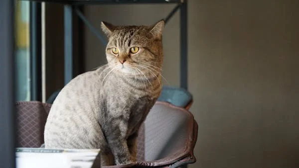 16 楼坠落奇迹！黑龙江猫咪毫发无损背后的秘密​