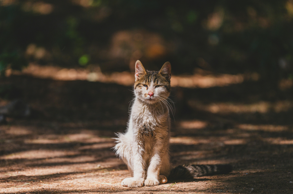 天呐！这只猫从 16 楼摔下来，居然啥事没有！