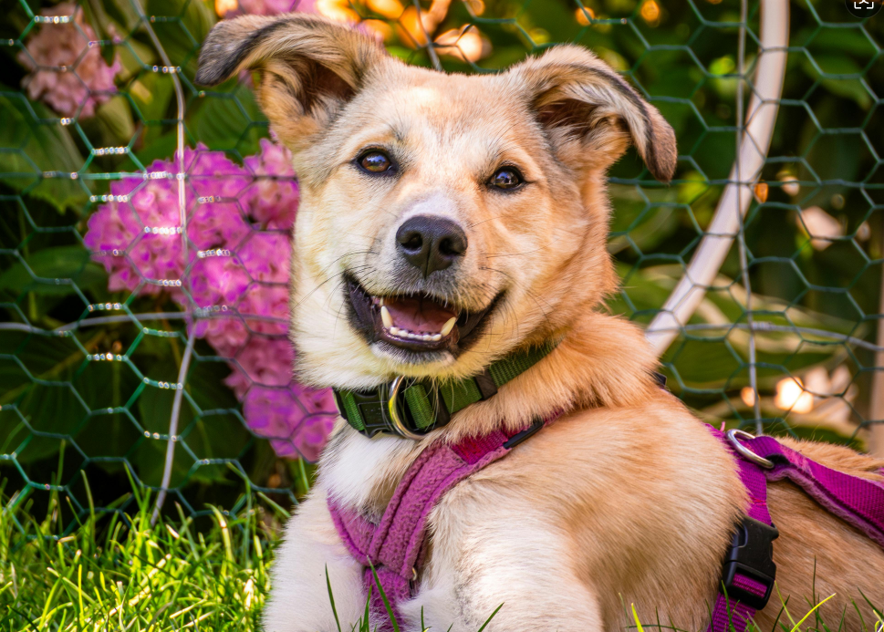 狗狗肚里长虫太危险！这些信号和防法必须知道！