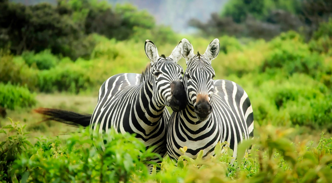 谁懂啊！于谦动物园的马区简直是神仙地方！