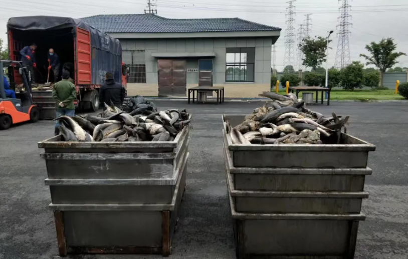 好心办坏事！女子放生 2.5 万斤鲇鱼为何反酿生态危机？