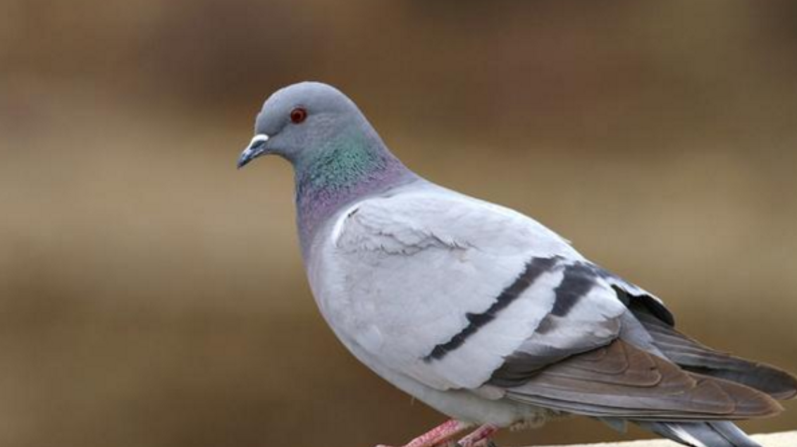 鸽粪扰邻引纠纷，房屋贬值求回购​
