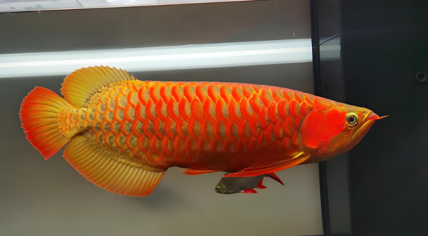 原来这样养龙鱼！资深玩家的避坑经验全分享