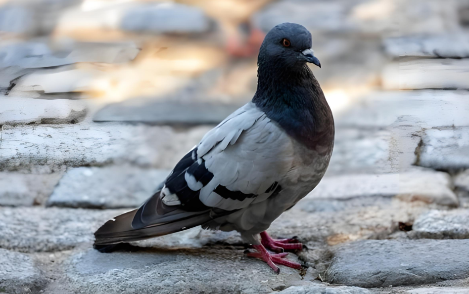 两百多只鸽子 “鸠占鹊巢”，楼下邻居苦不堪言，太闹心了！