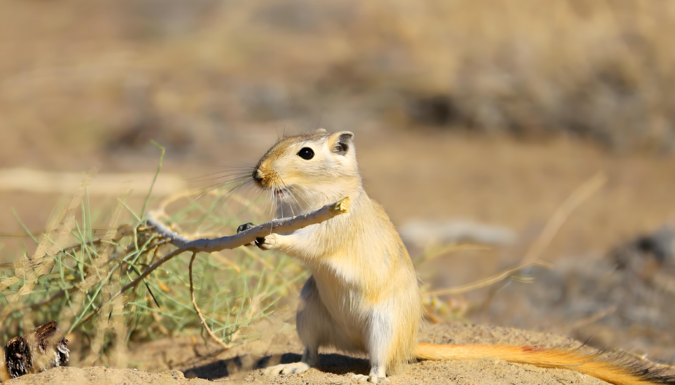 沙鼠得了癫痫怎么办？一文说清！