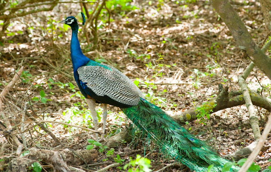 园方回应游客拽孔雀尾巴：伤了动物要担责！文明观赏别当耳旁风​